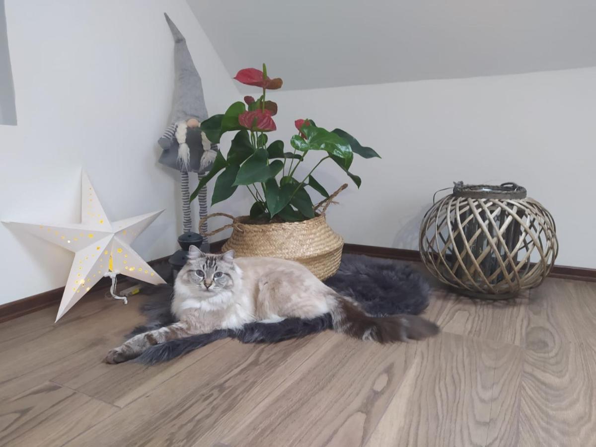 Apartament Muzyczny Jelenia Góra Kültér fotó